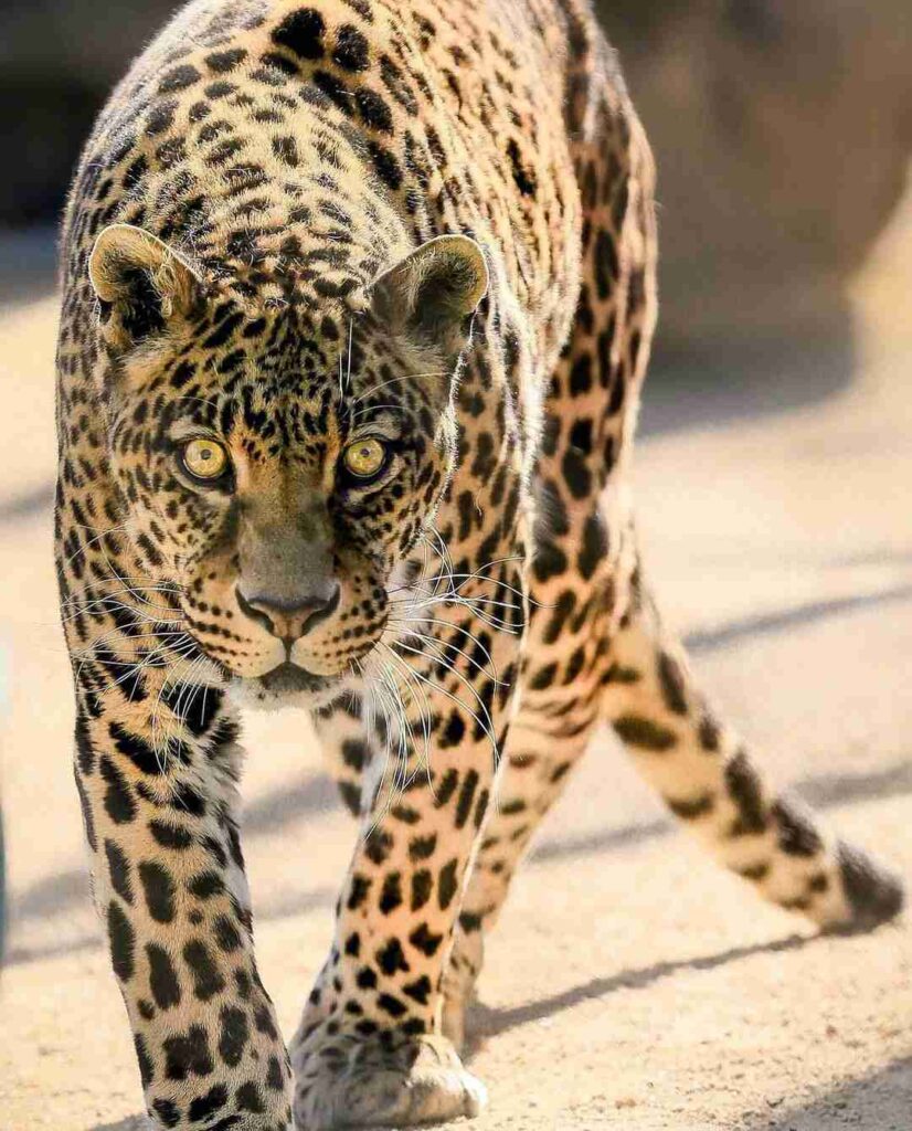 Close-up of a jaguar walking at Monterey Zoo