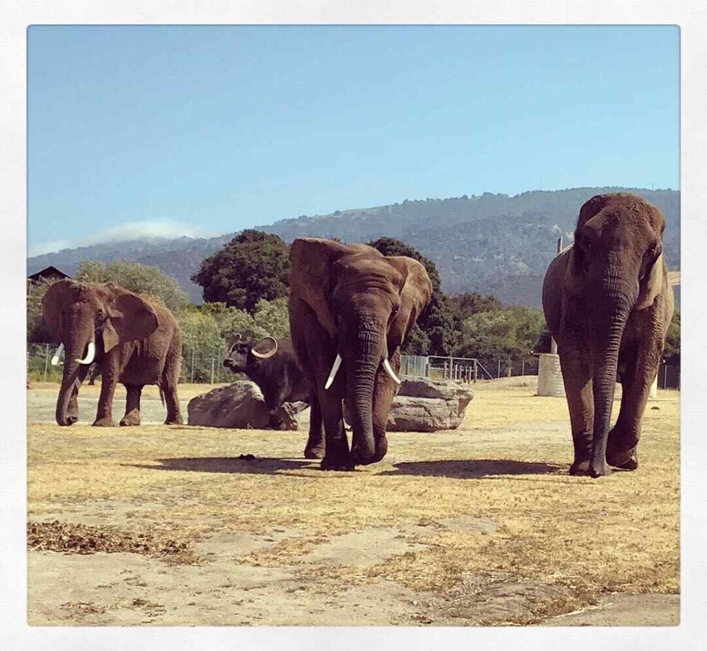 Herd of elephants walking under the clear blue sky. Monterey Zoo