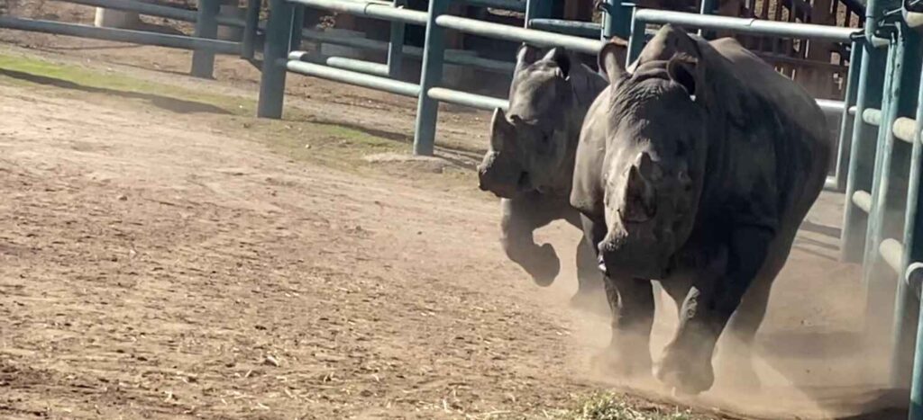Four rhinos running in unison at Monterey Zoo