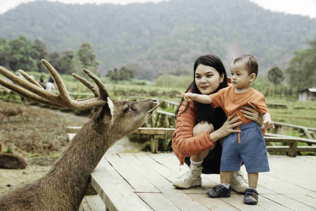 Asian mother with a baby on her back feeding friendly deer at a farm." Asian mother with a baby on her back feeding friendly deer at a farm, San Diego Zoo