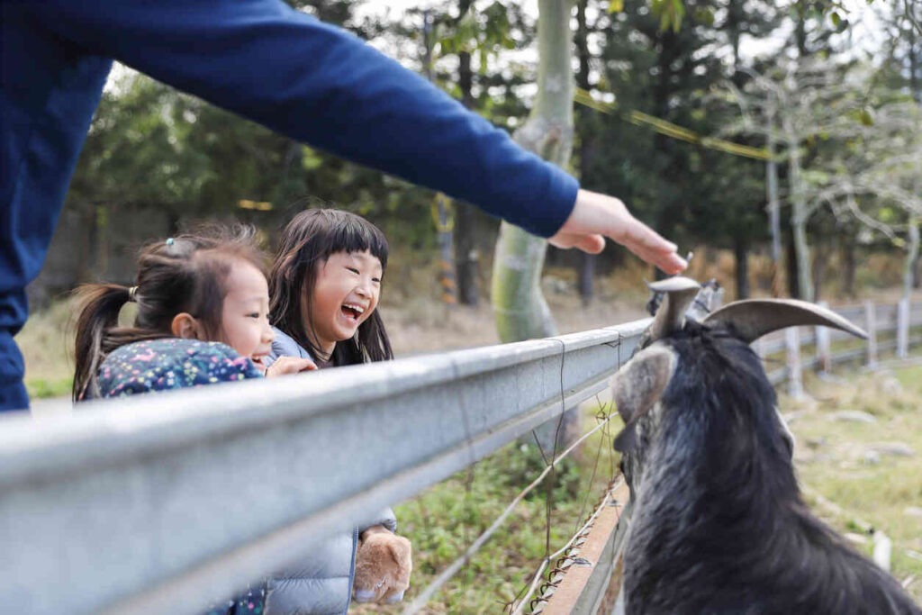 Asian father and daughter happily feeding grass to goats at a zoo enclosure.