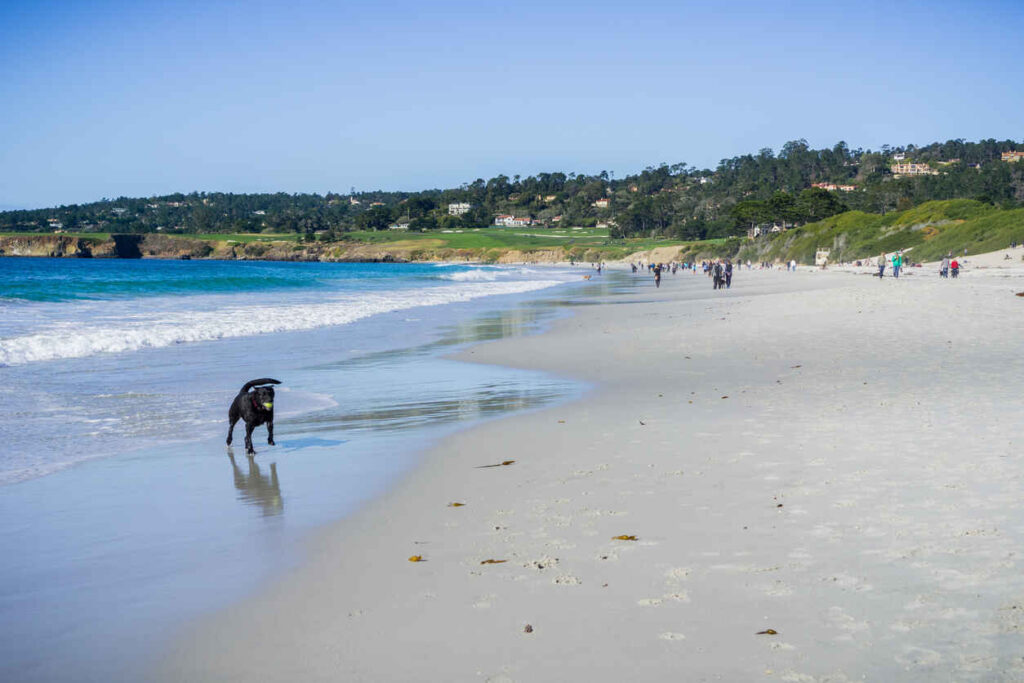 Joyful beach day as people and their dogs enjoy the sunshine and sandy shores of Monterey.
